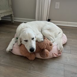 Golden Retriever All Grown Up from Vicki Wall's Golden Retrievers