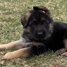 German Shepherds from Selten Ruhe Kennels, llc
