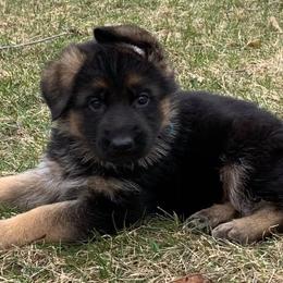 German Shepherds from Selten Ruhe Kennels, llc