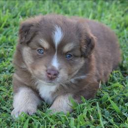 Boy 1 - Red tri-color male Australian Shepherd puppy in Nebraska from Our Barn Aussies