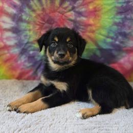 Daisy - Black tri female Miniature Australian Shepherd puppy in Church Hill, Tennessee from Hippie Dog Haven