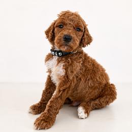 Black Color Male - Red  male Goldendoodle puppy in Loma Rica, California from BloomingPuppies