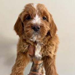 Ember Possible Blue Eyes - Red female Bernedoodle puppy in Horseshoe Bend, Idaho from Over the Moon Poodles and Doodles