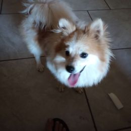 Mirabelle - Pomeranian