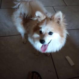 Mirabelle - Pomeranian
