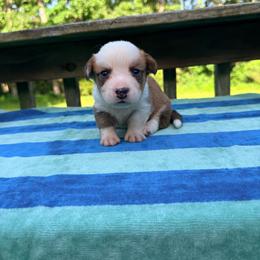 Pecos Hank - Sable and white male Cardigan Welsh Corgi puppy in Bland, Missouri from Shadey Lane Corgis