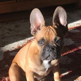 French Bulldog Puppies from Excuse My Frenchie Co