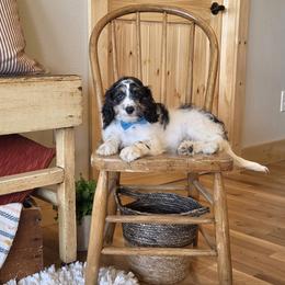 F1B Meet Nash :) - Black and white male Cavapoo puppy in Centerville, Iowa from Barnyard Dachshunds, Dals & Doodles