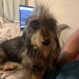 Fiona - Dachshund