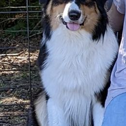 Australian Shepherds from Lewis' Australian Shepherds