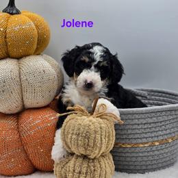 Jolene - Tri-color female Bernedoodle puppy in Summerville, South Carolina from Channys Doodles