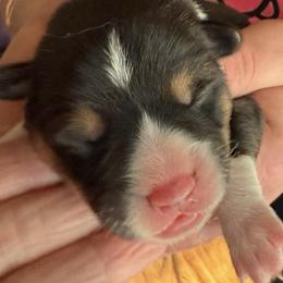 Orange collar female - Black and tan female Pembroke Welsh Corgi puppy in Riverside, California from Four Aces Corgis