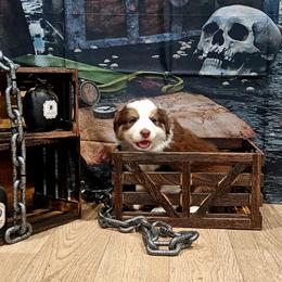 Treasure - Red tri-color female Australian Shepherd puppy in Wheatland, Wyoming from Jorvik Australian Shepherds