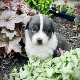 Cleo - Black tri-color female Australian Shepherd puppy in Loda, Illinois from Pilcher Farms
