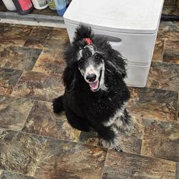 Mouse - Poodle