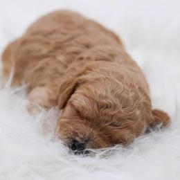 Green collar - Apricot male Poodle puppy in Edmond, Oklahoma from The Redbud Roost
