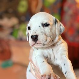 2nd pick female - White and black female Dalmatian puppy in Lake Mathews, California from Bully Market