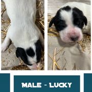 Male 1 - Lucky - White and black Karakachan puppy in Marengo, Ohio from Jennings Farm