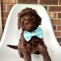 Butter - Chocolate male Goldendoodle puppy in Pulaski, Tennessee from Doodle My Heart