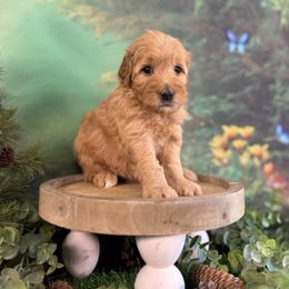 Rowan - Red  male Goldendoodle puppy in Haltom City, Texas from Ohana Doodles