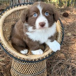 Green Collar - Liver and white male American Corgi puppy in Nashville, Arkansas from Whisenhunt Farms