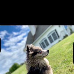 Jasper - Pomsky