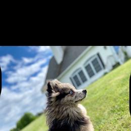 Jasper - Pomsky