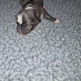 Soldier - Blue merle male Toy Australian Shepherd puppy in Humansville, Missouri from Tater Tot aussies