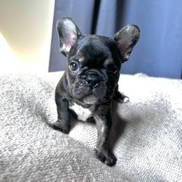 Boy 1 - Tricolors male French Bulldog puppy in Howell, Michigan from Jessicah's Frenchies Michigan's French Bulldog Breeder