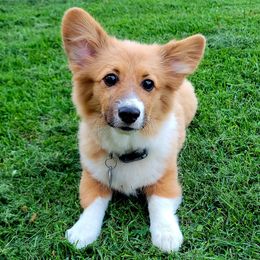 Fable - Pembroke Welsh Corgi