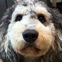 Beau - Assorted Doodle Crosses