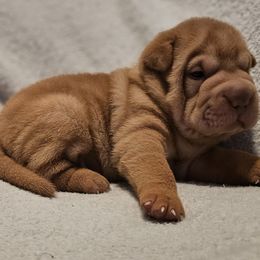 Apricot - Apricot dilute female Chinese Shar-Pei puppy in Bakersfield, California from Cashmerewrinkles