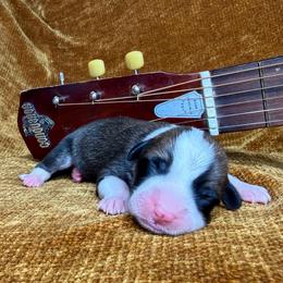 WILLIE - Sable male Pembroke Welsh Corgi puppy in Ritzville, Washington from Sapphire Iris Corgis