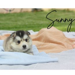 Pomsky Puppies from Proper Rose Pomskies