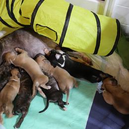 American Pit Bull Terrier and American Staffordshire Terrier Puppies from AptiBull Terriers