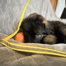 River.  Yellow collar. Guardianship only - Sable female German Shepherd puppy in Winterport, Maine from Vom Stevens Old Fashioned German Shepherds