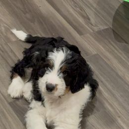 Australian Mountain Doodle Puppies from Woodbriar Wags