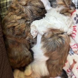 Shih Tzu puppies from Cuddly Coastal Cuties