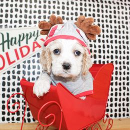 Boone - Buff and white male Cocker Spaniel puppy in Rattan, Oklahoma from Double M Cocker Spaniels