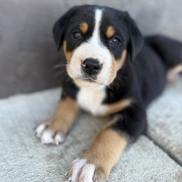 Purple girl - Black, white and red female Greater Swiss Mountain Dog puppy in Woodland, Washington from Woodland Swissie’s