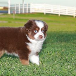 Miniature Australian Shepherd Puppies from Parsons Place Aussies