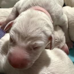 Rosey - White and liver brown female Dalmatian puppy in Hastings, Florida from Love My Spotty Dalmatians