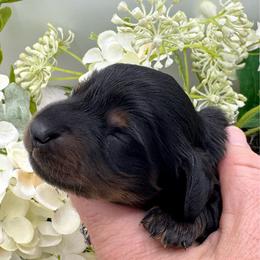 Farron - Black and tan male Dachshund puppy in Exeter, California from Sawtooth Miniature Dachshunds