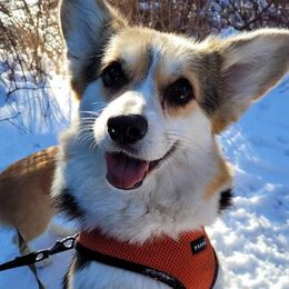 Pembroke Welsh Corgi Puppies from Cattal Corgis