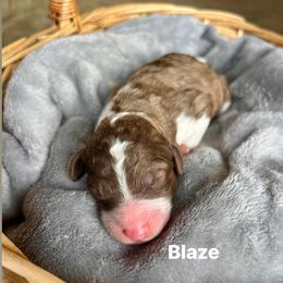 Blaze - Parti male Poodle puppy in Athens, Georgia from Alexander’s Standard Poodles