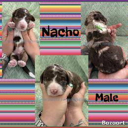 Nacho - Chocolate merle male Bernedoodle puppy in Godwin, North Carolina from Farm Sweet Farm Doodles