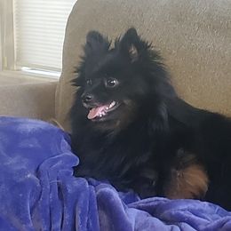 Fancy - Pomeranian