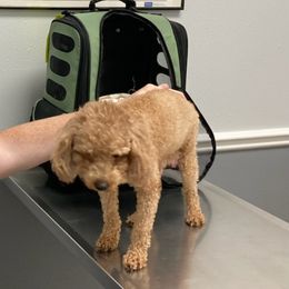Poodle Puppies from Toy Poodle Kingdom