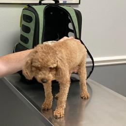 Poodle Puppies from Toy Poodle Kingdom