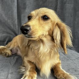 Abilene - Dachshund